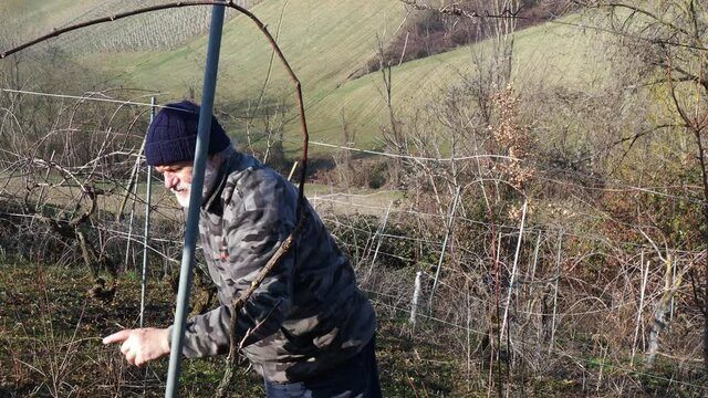 senior caucasian wine maker man pruning grapes vines in the organic farm with double guyot french method in the hills of Castell'Arquato, Piacenza Italy
