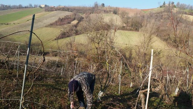 senior caucasian wine maker man pruning grapes vines in the organic farm with double guyot french method in the hills of Castell'Arquato, Piacenza Italy
