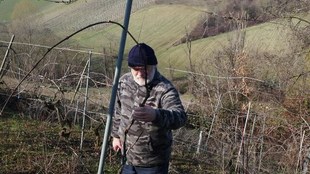 senior caucasian wine maker man pruning grapes vines in the organic farm with double guyot french method in the hills of Castell'Arquato, Piacenza Italy

