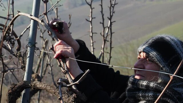 senior wine farmer pruning grape vines in winter season, a sunny day, on the hills of Martani, Castell'Arquato, Emilia Romagna, Italy