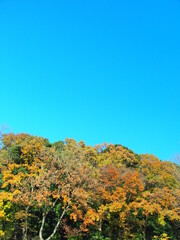 冬の21世紀の森と広場のコナラとクヌギの黄葉風景