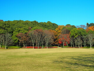 冬の21世紀の森と広場の草原と林風景