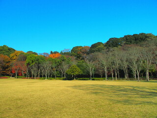 冬の21世紀の森と広場の欅の枯れ木の影を落とす草原と林風景