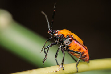 bug on a leaf