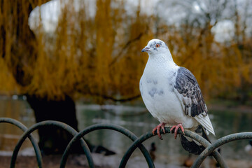 Closeup Shot of a White Pigeon on a Fence