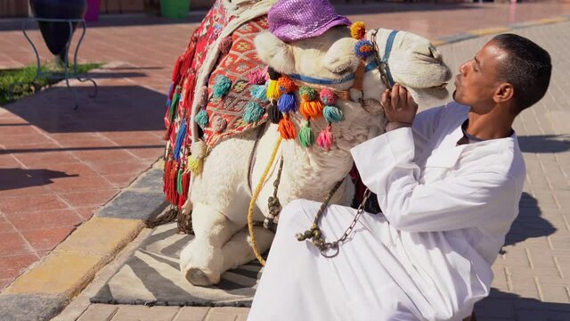 Traditional Arab man smiling and kissing a white camel in a tourist area. Egypt. Middle East
