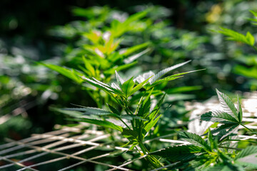 Growing marijuana using the scrog method