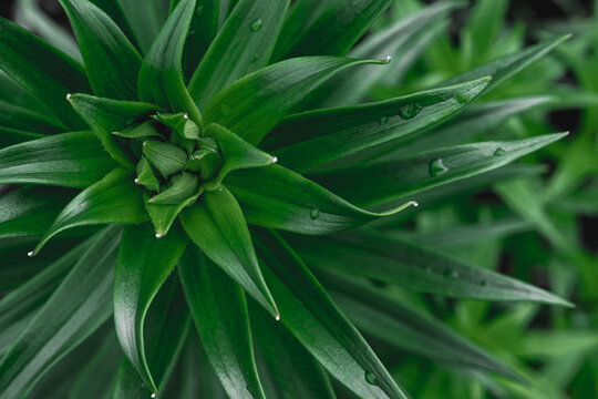 Fresh lily leaves with drops after rain.