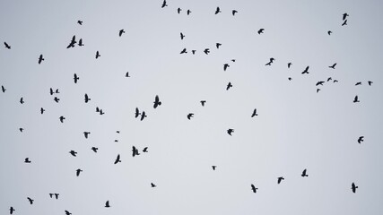flock of birds flying in the sky crows. chaos of death concept. group of birds flying in the sky. black crows in a group circling against the sky. migration movement fly of birds from warm countries