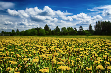 Fototapeta na wymiar Dandelion flower meadow