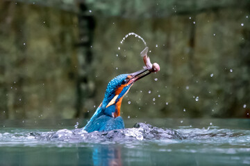 Kingfisher (Alcedo atthis) close up image of diving for fish
