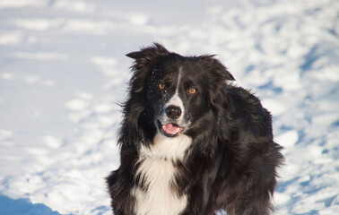Obraz na płótnie Canvas Hunde im Schnee