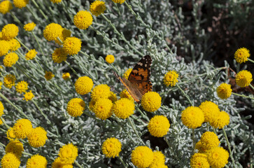 Eurasian butterfly also named small tortoiseshell on the blooming yellow flowers sitting with his back close up (Rhodes, Greece)