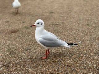Bird in Hyde park london