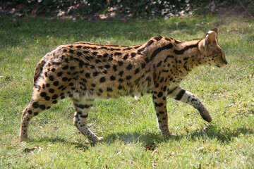 serval in a zoo in france 