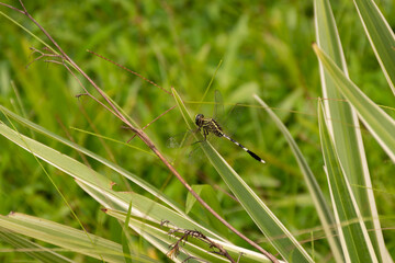 Green marsh hawk dragonfly resting on a long leaf