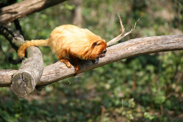 golden lion tamarin in a zoo in france 