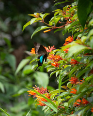 Malabar banded peacock - vertical