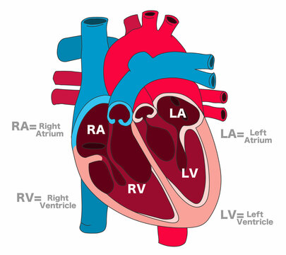 Human heart parts anatomy. Cross section structure draw. Right atrium, left ventricle, ra, rv, la. Blank basic blue red. isolated,  white background. illustration vector