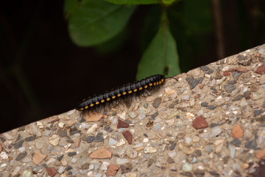 Yellow spotted millipede crawling up the wall