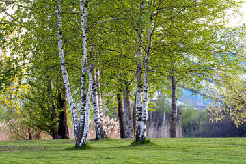 Birkenhain am Fluss im Frühjahr an einem sonnigen Tag, Waldrand mit Gras