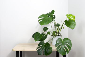 Beautiful monstera deliciosa or Swiss cheese plant in a modern white flower pot on a wooden table on a light background. Home gardening concept. Selective focus. White wall with copy space.