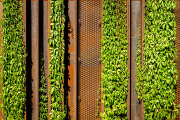 Green creeper plant and rusty iron wall