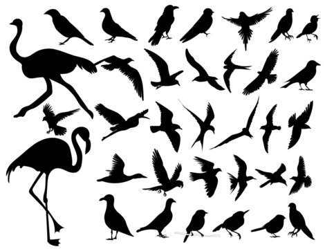 collection of birds set silhouette, on white background, vector, isolated