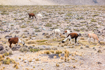 Llamas and alpacas near canyon Colca in Peru