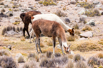 Obraz premium Llamas and alpacas near canyon Colca in Peru