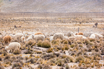 Llamas and alpacas near canyon Colca in Peru