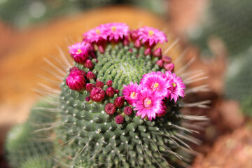 Mammillaria Plumosa or Feather Cactus.  Pink flower of Cactus ,beautiful cactus flower in bloom.