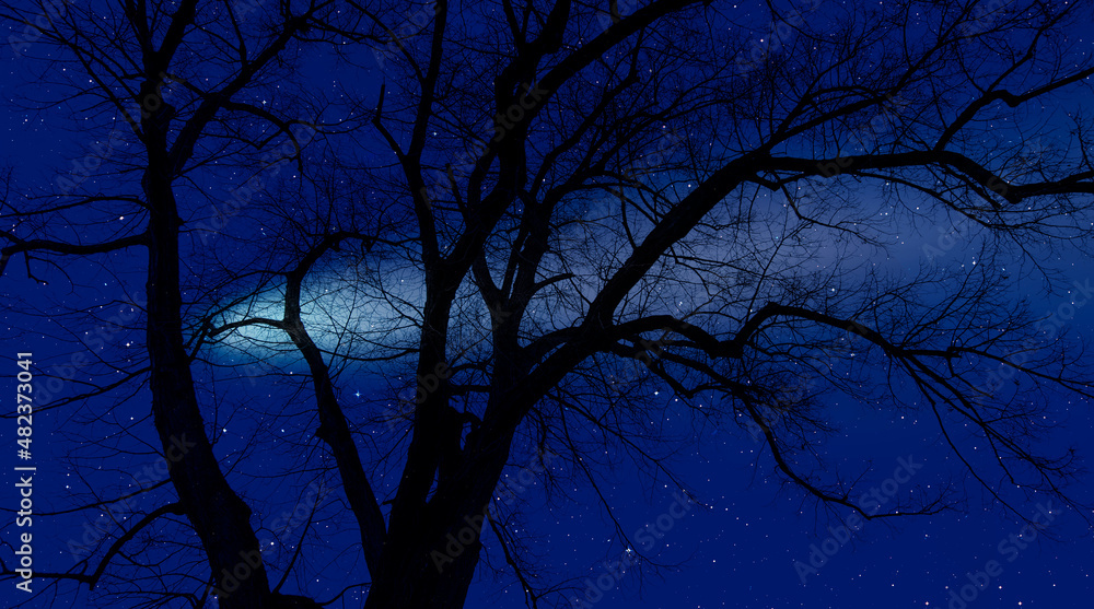 Aufkleber night sky image with silhouette of a tree branches and comet
