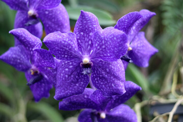 Close up of beautiful purple Vanda orchid flower blossom in the green garden. Violet orchid bloom.