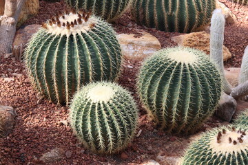 Golden Barrel Cactus or Echinocactus Grusonii in arid plants garden.