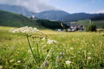 Wild flower herb in alpine meadow.