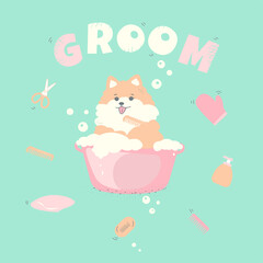 dog spitz groom