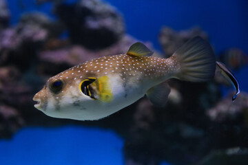 spotted puffer fish in an aquarium underwater