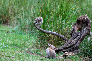 Little owl (Athene noctua) and rabbit in grassland