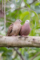 A couple dating from ruddy ground-dove. It is a small tropical dove from Brazil and South American as know as Rolinha. Species Columbina talpacoti. Valentine day. Birdwatching. birding.