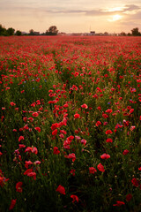 Beautiful summer day. Red poppy field.