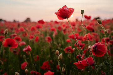 Obraz premium Beautiful summer day. Red poppy field.