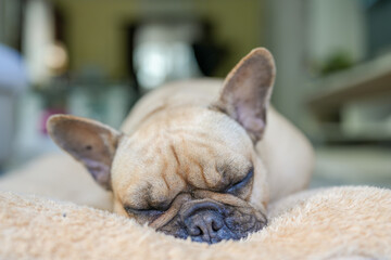 Sleepy French bulldog lying on brown pillow indoor.