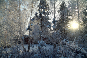 Birches and  pines  in white fluffy hoarfrost in a sunny day on a background of  blue sky and sun