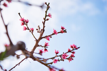 Spring blooming and blossoming flower branch against blue sky.