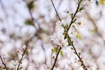 Spring blooming and blossoming flower branch.