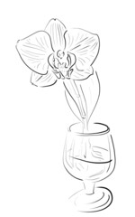 orchid in a glass 