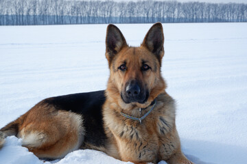 German Shepherd lies on white snow. Shepherd Dog feels great in winter Portrait of a resting dog.