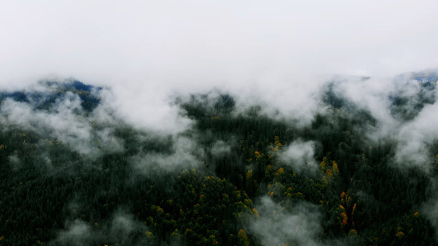 Aerial shot after Rainy Weather in Mountains. Misty Fog blowing over Pine tree Forest.