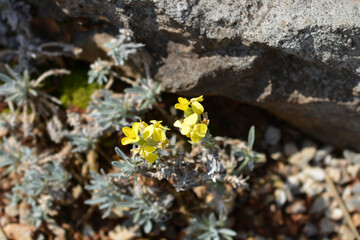 Croatian endemic plant
